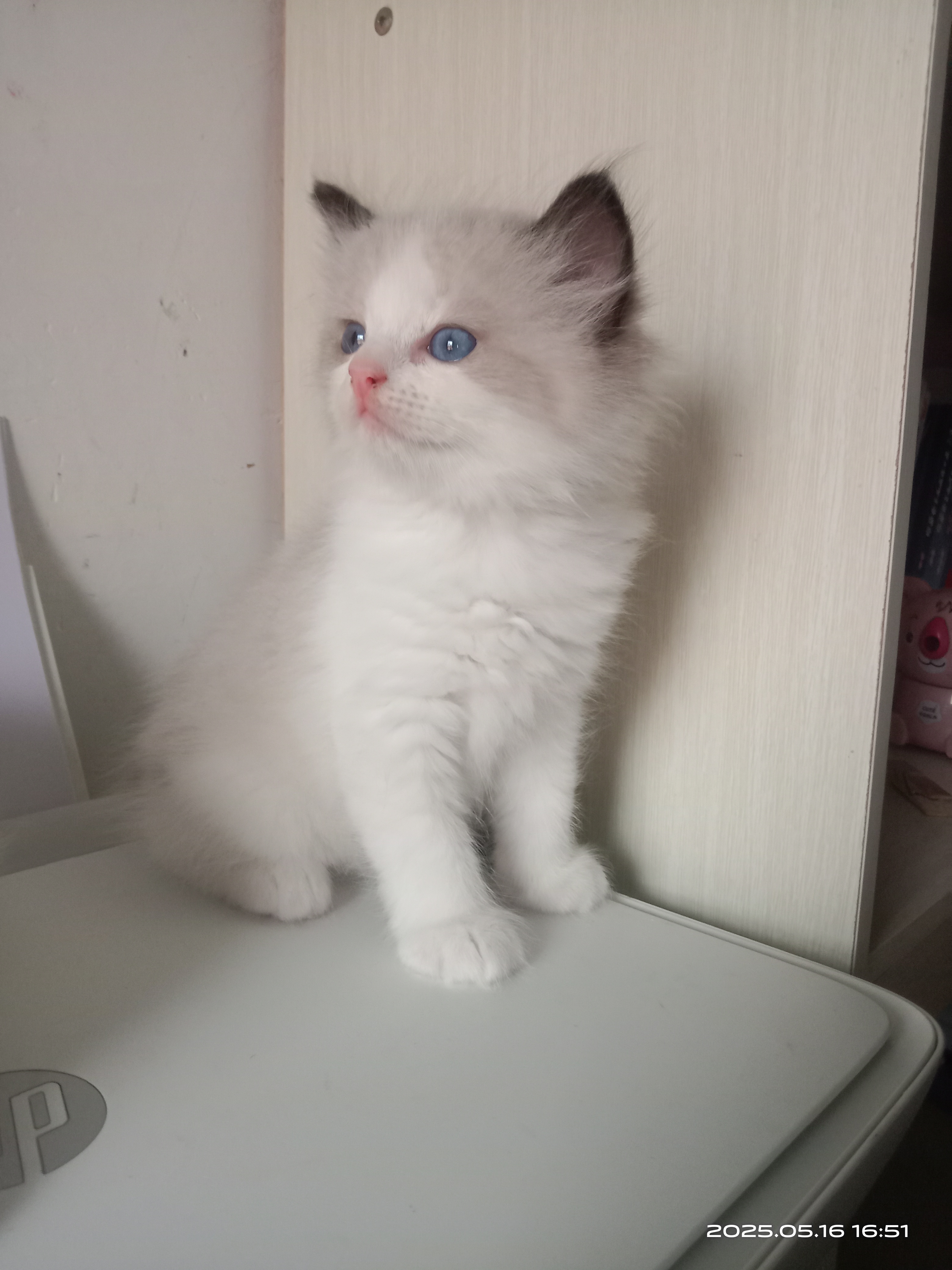 有几只海双布偶猫出售，即将两个月，活泼可爱，会用猫砂，会吃猫粮，预定从速